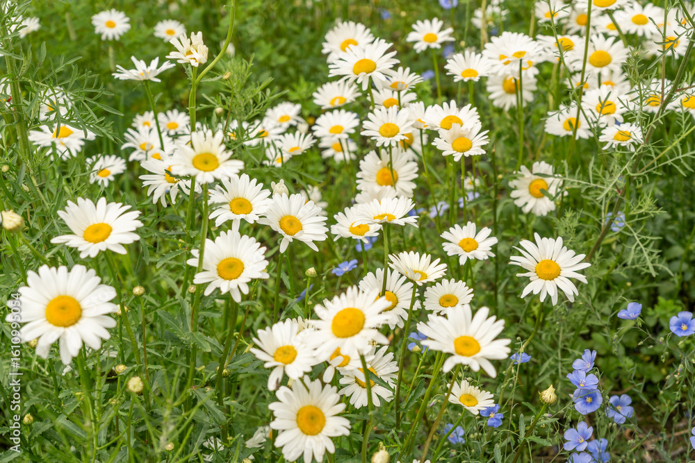 Fototapeta premium Chamomile flower field. White daisies on spring meadow, wild camomiles in english garden