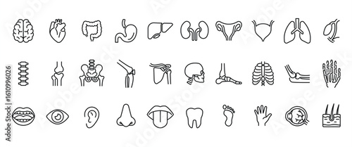 Set of medical organ line icons. Anatomical vector pictograms, body parts, kidney, bladder, intestine, thyroid, pelvis, skeleton, hand, nose, mouth, tongue, thin linear illustrations on a tranparent