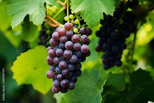 Wallpaper Mural Close up of ripe red grapes hanging on the vine, suggesting the imminent harvest season Torontodigital.ca