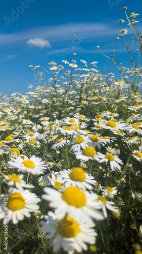 Botanical collection of medicinal plants, Chamaemelum nobile or Roman chamomile, English or garden chamomile flowers