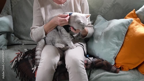 Woman owner sitting on cozy sofa with soft pillows,carefully fastens a GPS tracker around the neck of a silver Scottish Straight cat as she prepares for a trip to the park, 