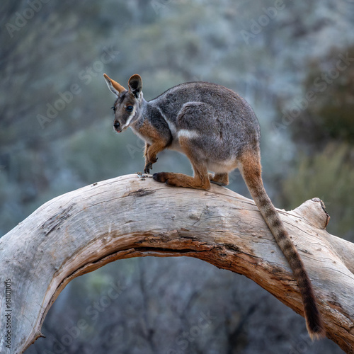 Yellow Footed Rock Wallaby perched on a log at Arkaroola