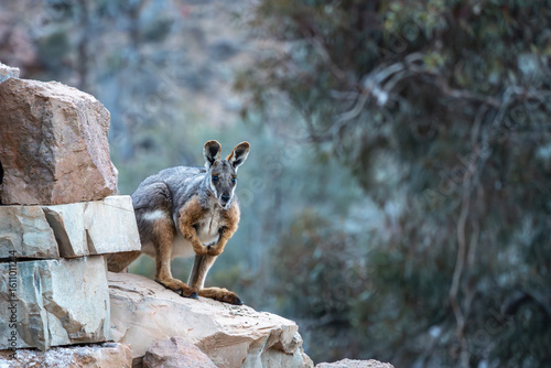 Yellow Footed Rock Wallaby perched on a rocky outcrop at Arkaroola