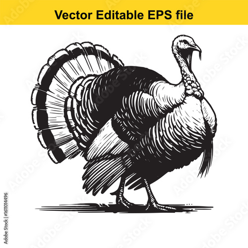 A turkey with fanned tail feathers isolated on white