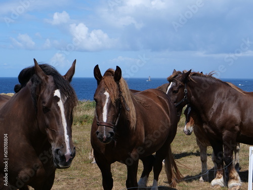 horses (trait bretons) in a field near the sea in Brittany