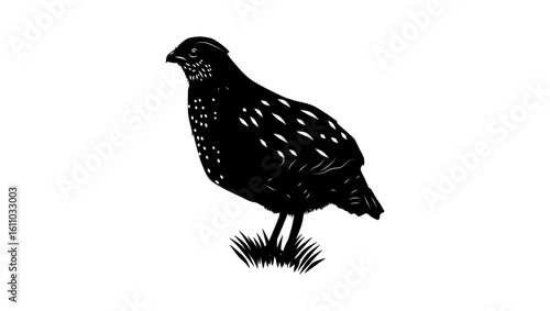 Spotted Wood-Quail bird