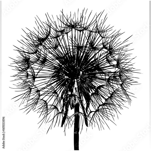 Vector Detailed dandelion seed head in black and white.