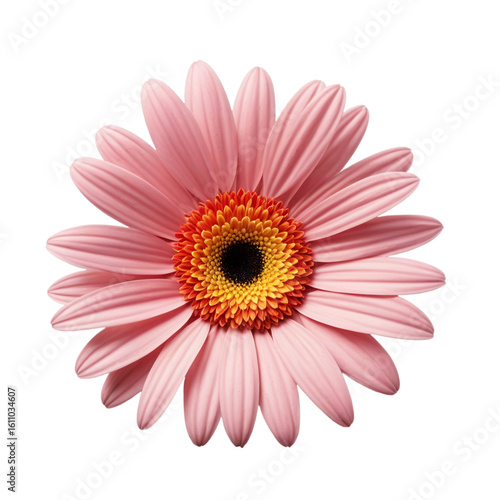 pink gerber daisy isolated on white