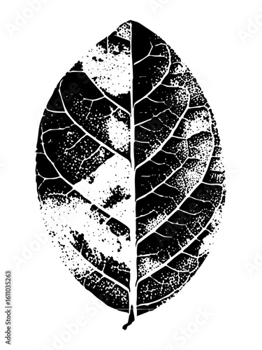 Vector Detailed leaf showcases symmetrical decay.