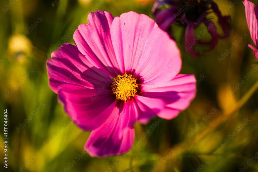 Obraz premium cosmos Flower Cosmos bipinnatus) in Full bloom-vibrant pink petals with yellow center