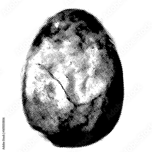 Vector Detailed of a cracked egg with internal form.
