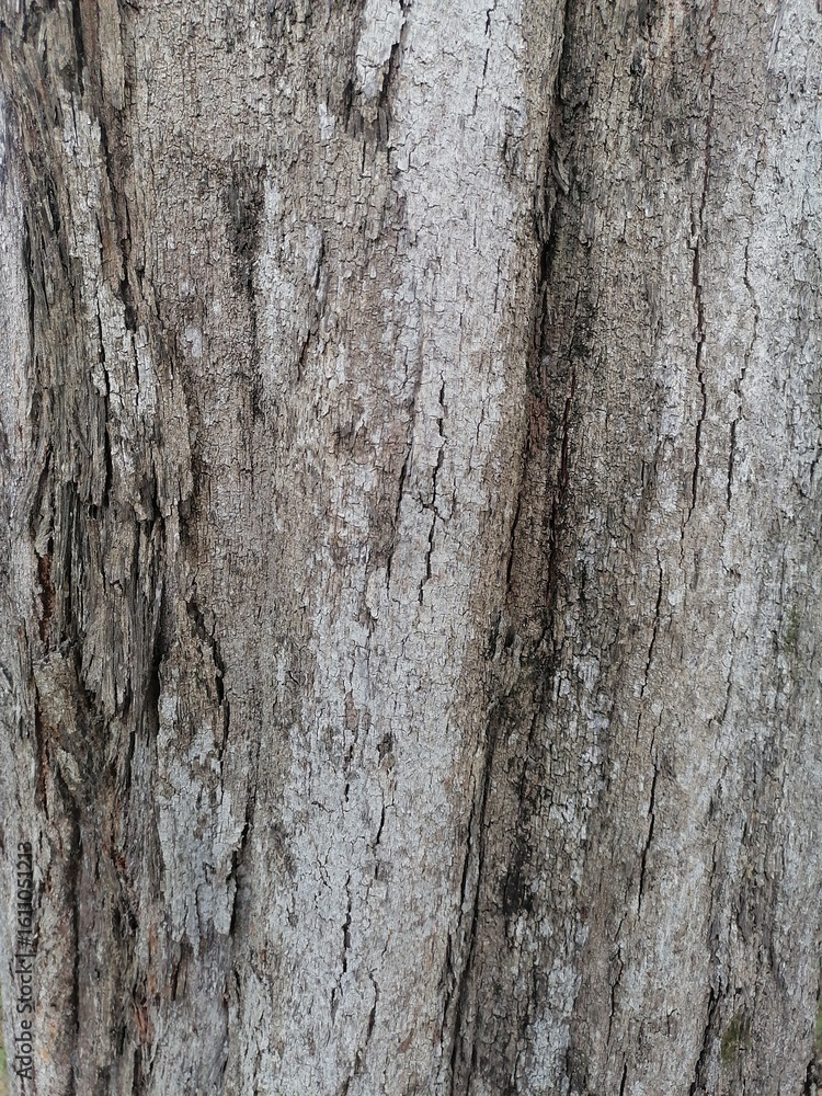 Obraz premium bark of a tree