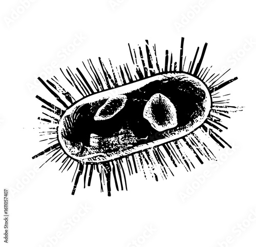 Vector Detailed of a bacterium with flagella.