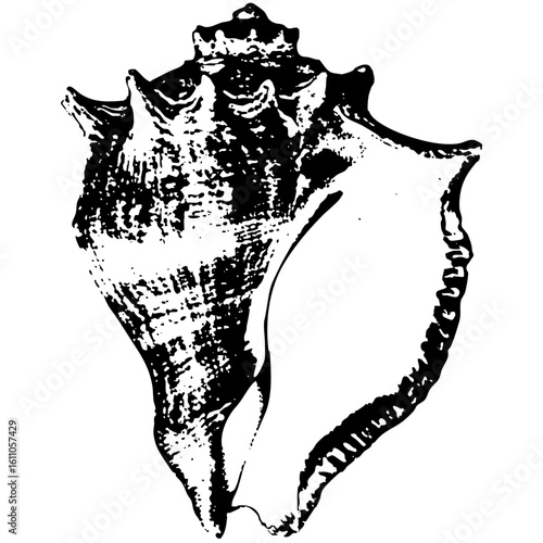 Vector Detailed of a marine conch .