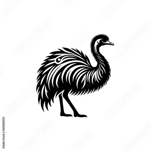 Emu bird isolated on white background