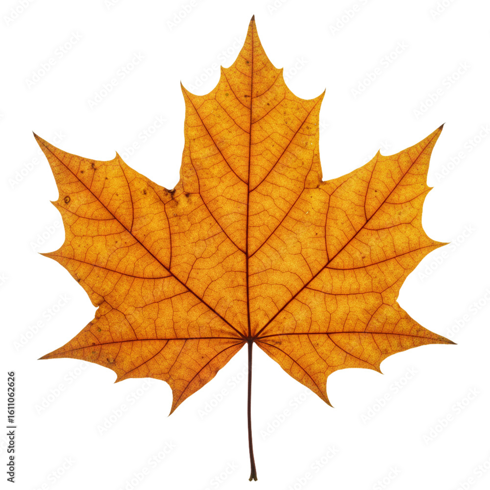 custom made wallpaper toronto digitalYellow maple leaf isolated on white background  