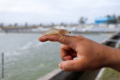 Obraz na plátně white shrimp, Litopenaeus vannamei, with a background of a cultivation pond