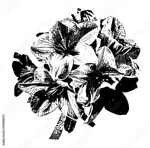 Vector Detailed floral showcases delicate lily blooms.