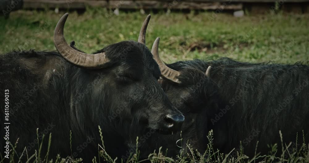 Two Black Water Buffalos Resting Peacefully in a Serene Green Field Two Black Water Buffalos Resting Peacefully in a Serene Green Field