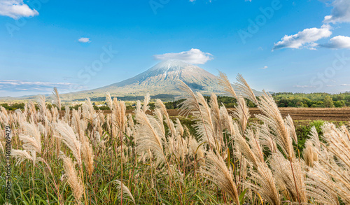 Golden pampas grass sways gently before majestic Mount Yotei in Hokkaido, Japan. A tranquil landscape under clear blue skies, symbolizing natural beauty.
