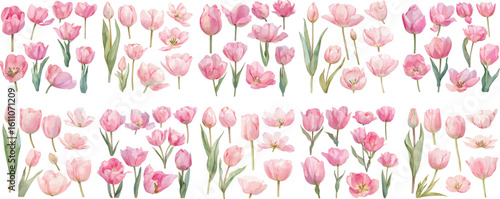  tulip watercolor clipart