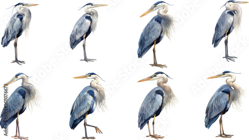 heron watercolor clipart