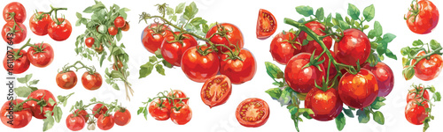 tomato watercolor clipart