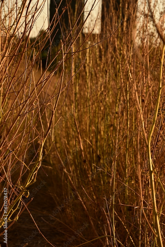 Fototapeta premium sunset in the woods