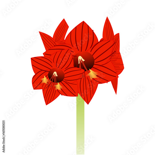 Amaryllis Flower Plants Nature White Background Digital Art Drawing