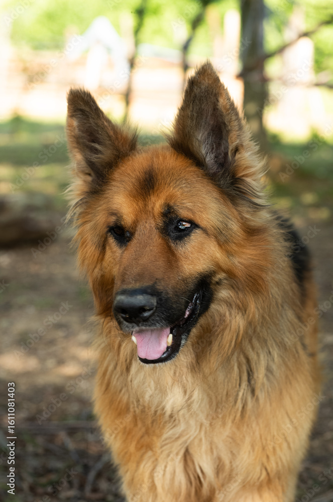 A ginger German Shepherd. An extreme close-up portrait. A ginger German Shepherd. An extreme close-up portrait.