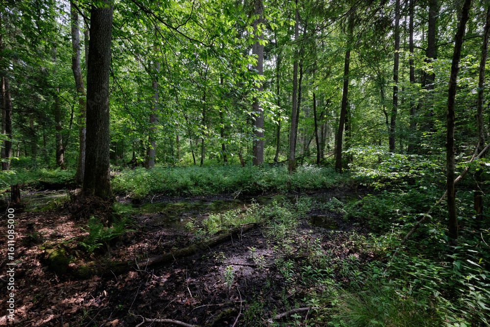 Obraz premium Late springtime deciduous forest by Perebel River