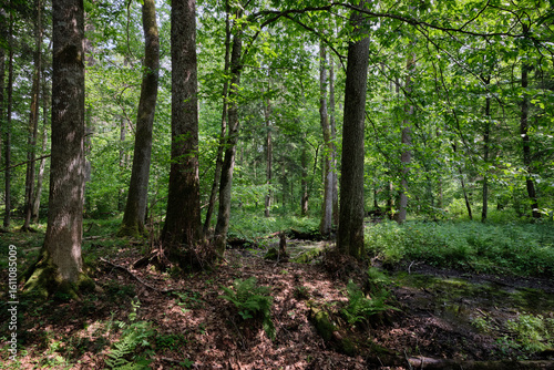 Late springtime deciduous forest by Perebel River