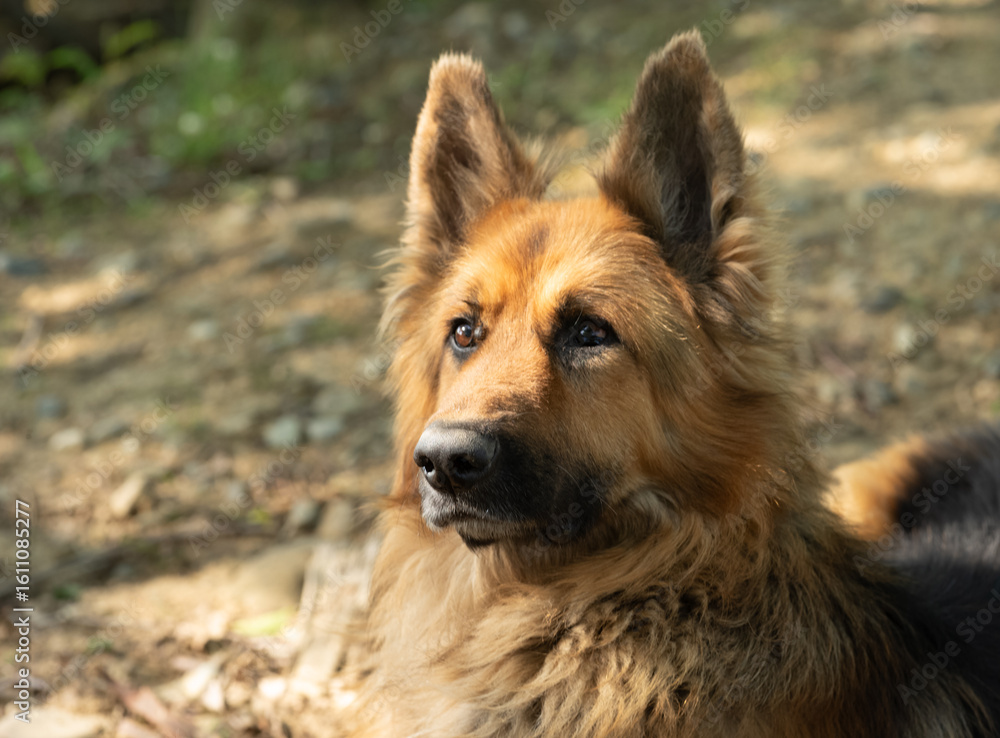Naklejka premium Portrait of a German Shepherd. Close-up.