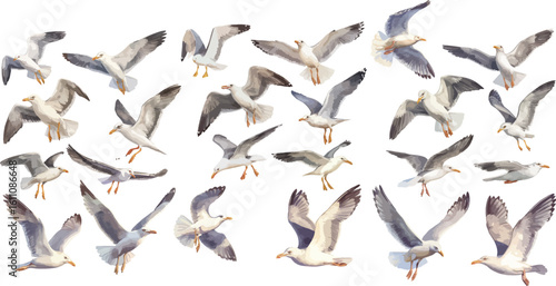 seagull watercolor clipart