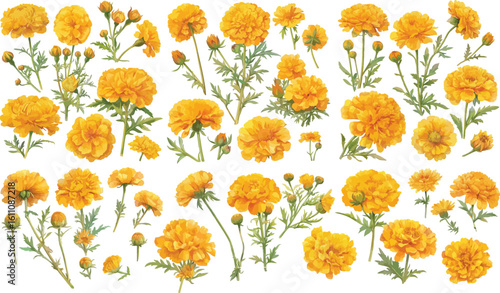 marigold watercolor clipart