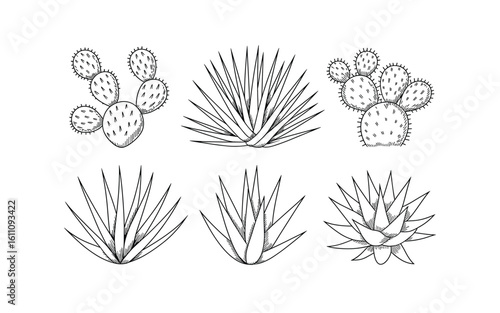 Hand-Drawn Cactus and Agave Plant Collection: Black and White Line Art for Desert Illustrations and Nature-Inspired Designs