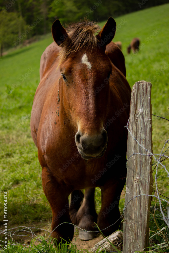 Naklejka premium Un retrato de un caballo en la naturaleza en color. 