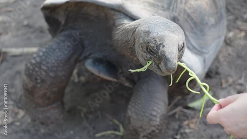 Man feeds giant Aldabra tortoises eating green leaves on island grassland, big old reptiles with shells, part of African wildlife and conservation ecology