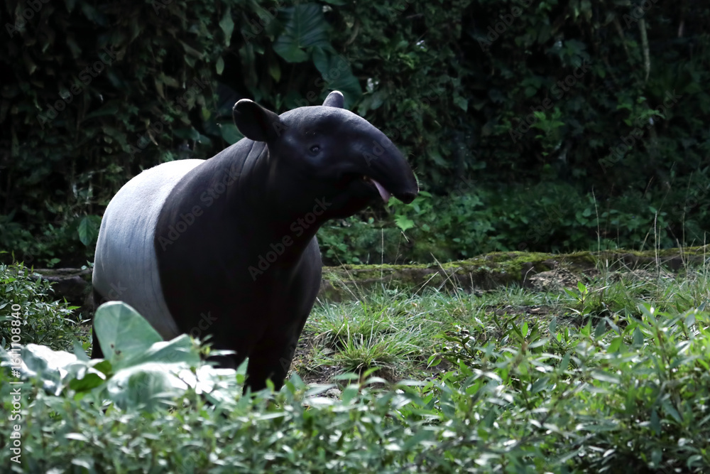 Fototapeta premium Potrait of Asian tapir (Tapirus indicus) in the asian forest, The Sumatran tapir (Tapirus indicus) is the only tapir species in the world that has a black and white color pattern