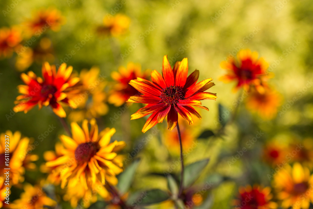 Fototapeta premium rudbeckia flowers in the garden - soft focus