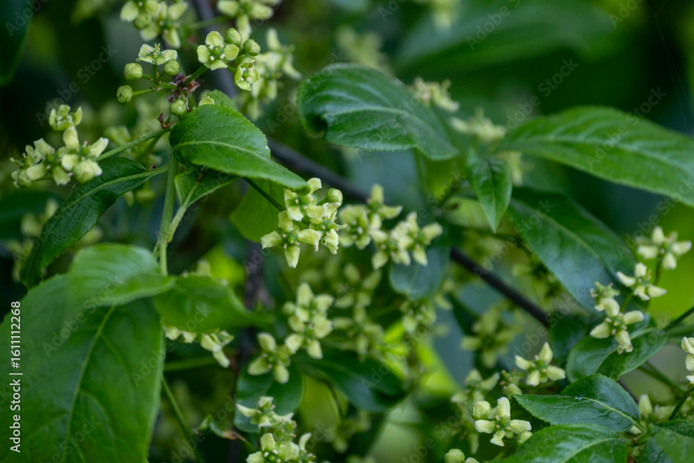 Obraz premium Euonymus europaeus, common spindle spring flowers closeup selective focus