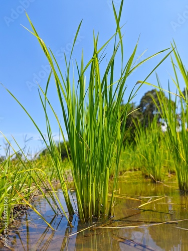Paddy grain  and water