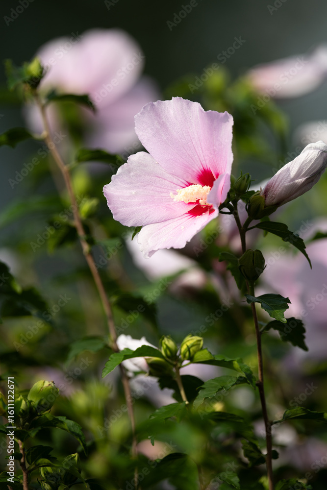 Hibiscus syriacus in Blooming Summer Garden Hibiscus syriacus in Blooming Summer Garden