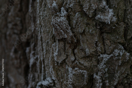 Foto This image captures a closeup view of a tree trunk covered in a layer of fresh s