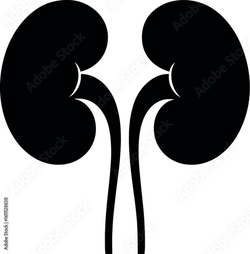 Human Kidneys vector silhouette design