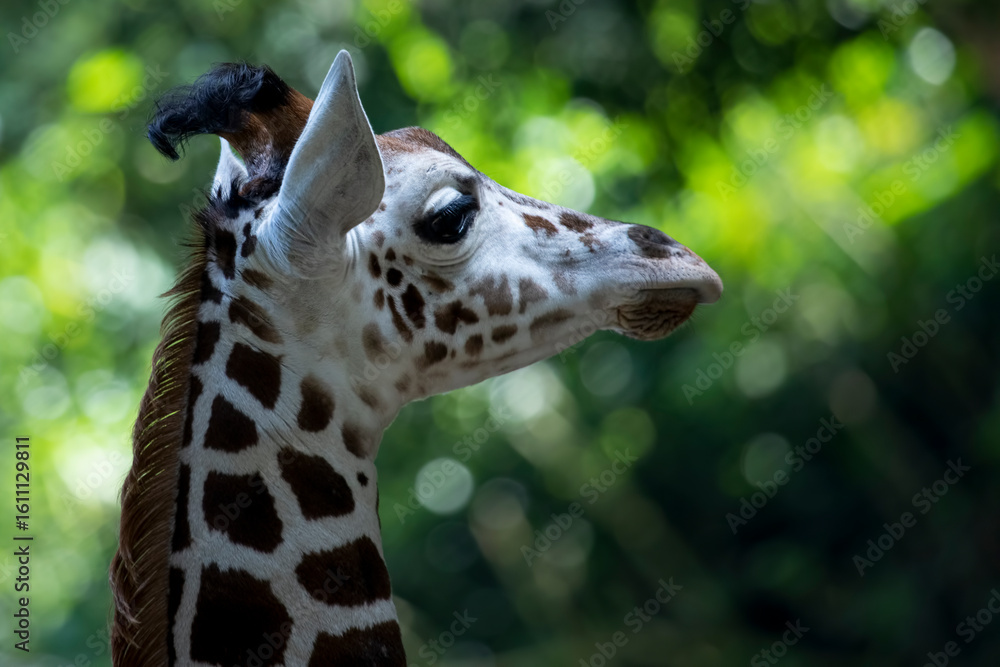 Obraz premium Giraffe Head Portrait with Bokeh Background, Young Giraffe Head close-up with Bokeh Background