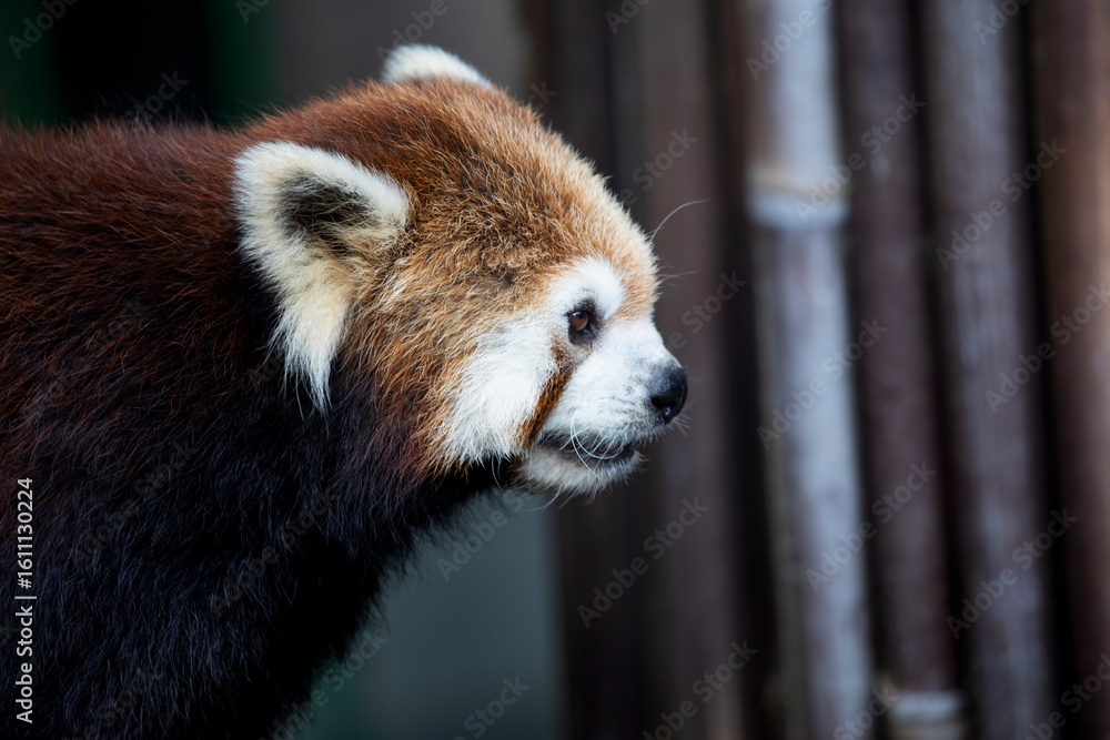 Obraz premium Portrait of a red panda 