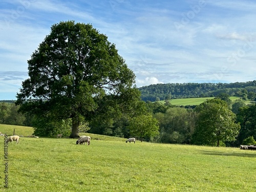 Sudeley Castle Park 2