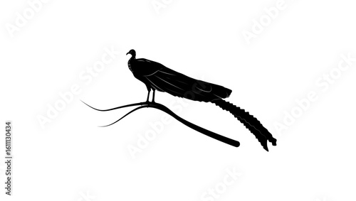 Great Argus bird, black isolated silhouette