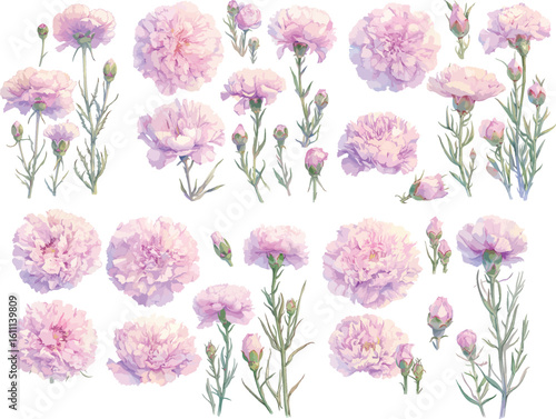 carnation watercolor clipart